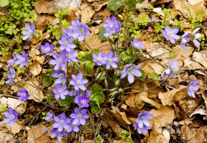 Framed Print : Liverleaf / Hepatica (sometimes called Hepatica triloba) in beech woodland, flowering in early spring. Monte Sibillini, Italy Framed Print : Liverleaf / Hepatica (sometimes called Hepatica triloba) in beech woodland, flowering in early spring. Monte Sibillini, Italy