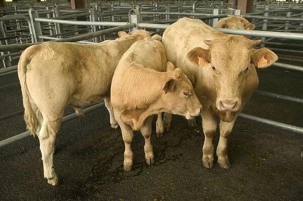 Livestock - Cattle, in pen