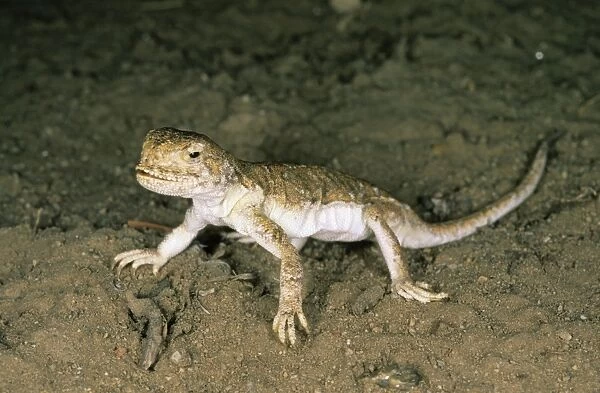 A lizard - disturbed on its feeding territory Tsuger-Als Sands desert, evening; June; South Tuva, Russia Tu32. 3032