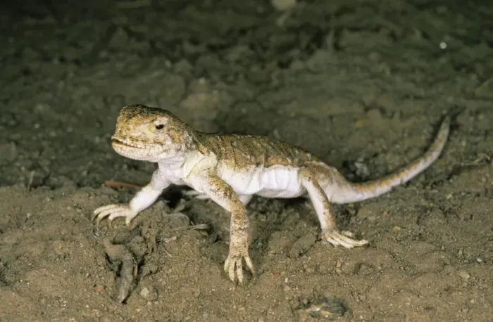 Framed Print : A lizard - disturbed on its feeding territory Tsuger-Als Sands desert, evening; June; South Tuva, Russia Tu32. 3032