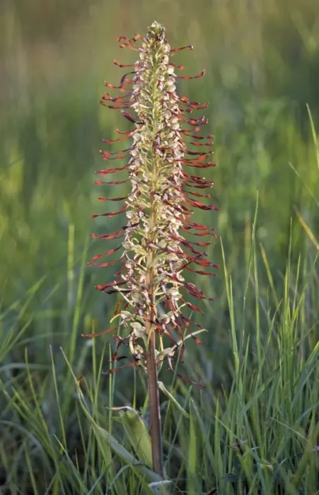 Framed Print : Lizard Orchid Framed Print : Lizard Orchid