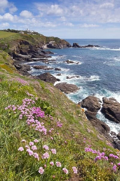 Lizard Point - with Thrift in foreground - Cornwall, UK