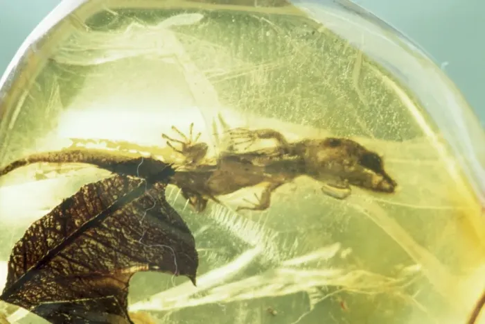 Framed Print : Lizard preserved in Amber - 40 million years B. P. Dominican Republic Framed Print : Lizard preserved in Amber - 40 million years B. P. Dominican Republic