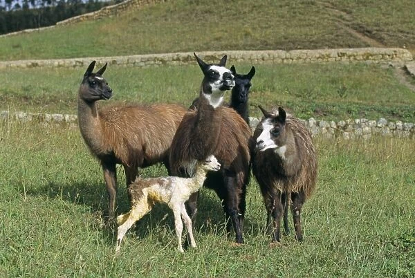 Llama - 2 hours after birth the baby Llama can stand up - other Llamas still watchful