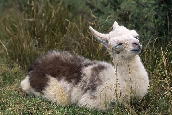 Llama - a 20 hour old baby