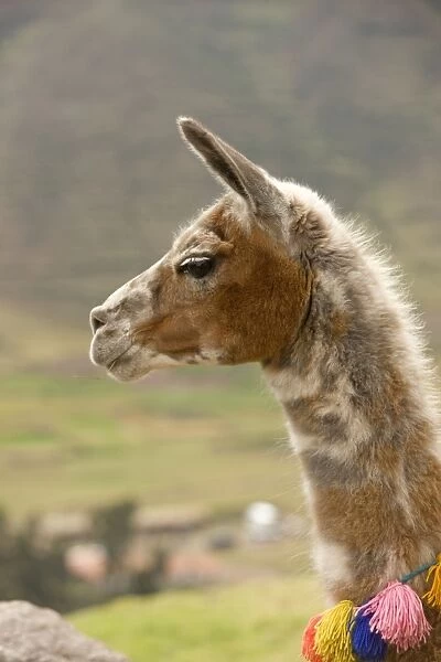 Llama. Cuzco - Peru