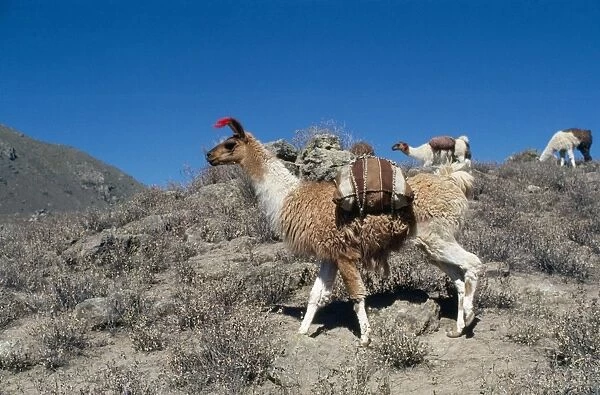 Llamas Colca Valley Peru