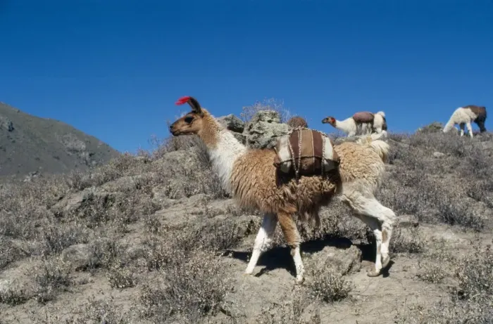 Framed Print : Llamas Colca Valley Peru Framed Print : Llamas Colca Valley Peru