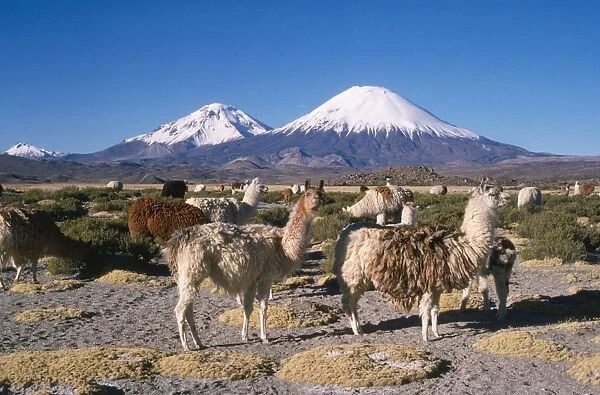 Llamas - with Parinacota Volcano in the bckground. North Andes, Chile