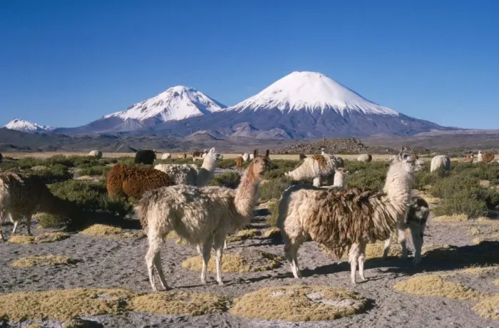 Framed Print : Llamas - with Parinacota Volcano in the bckground. North Andes, Chile Framed Print : Llamas - with Parinacota Volcano in the bckground. North Andes, Chile