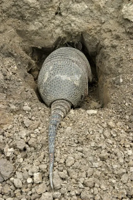 Framed Print : Llanos Long-nosed Armadillo - entering burrow. Llanos Venezuela Framed Print : Llanos Long-nosed Armadillo - entering burrow. Llanos Venezuela