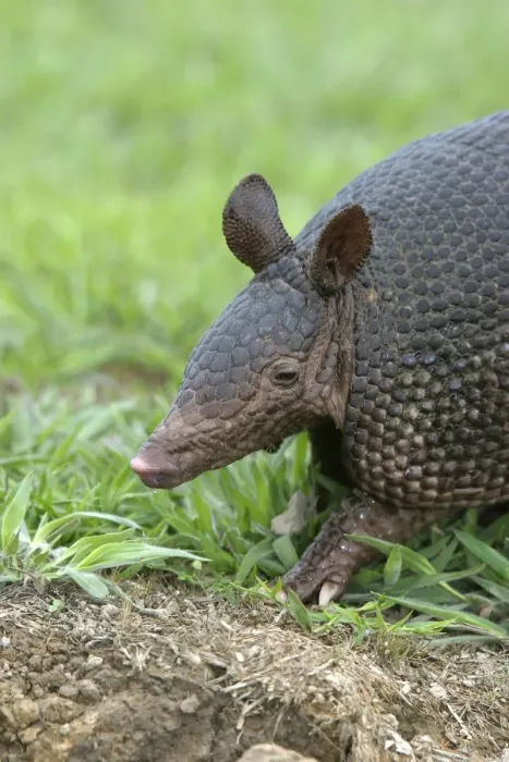 Framed Print : Llanos Long-nosed Armadillo. Llanos Venezuela