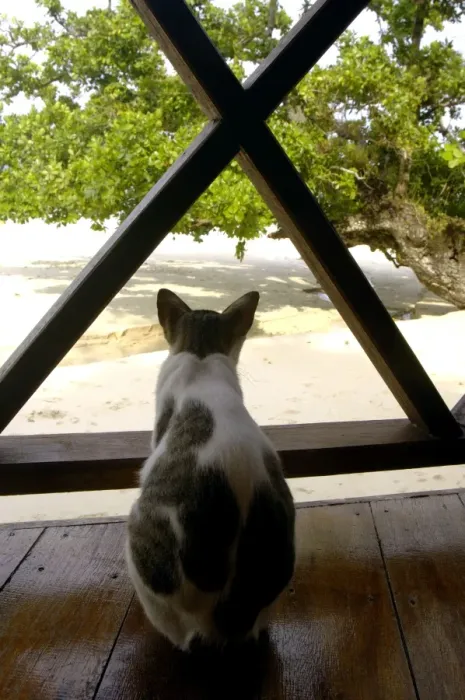 Framed Print : Local domestic cat looks to the sea from a terrace of a restaurant of a small Bagus Place Retreat resort on Tioman Island, 30 km East off peninsula Malaysia in South China Sea; June. Ma39. 3878 Framed Print : Local domestic cat looks to the sea from a terrace of a restaurant of a small Bagus Place Retreat resort on Tioman Island, 30 km East off peninsula Malaysia in South China Sea; June. Ma39. 3878