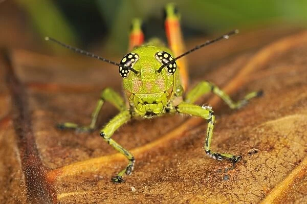 Locust - Masoala National Park - Madagascar