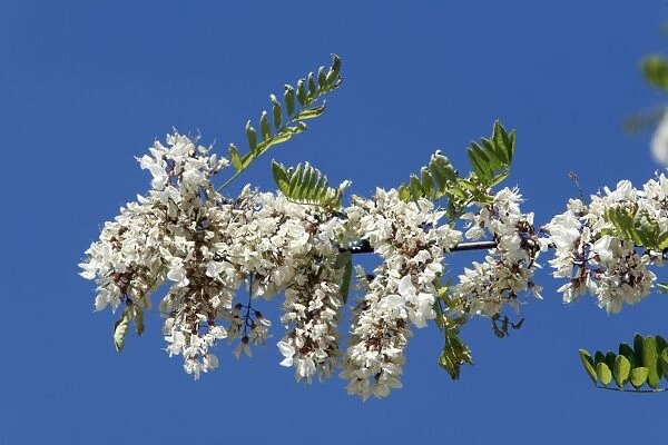 Locust Tree or Acacia - blossom, Extremadura, Spain