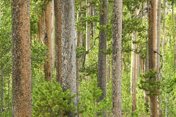 Lodge pole pines - Yellowstone NP - USA