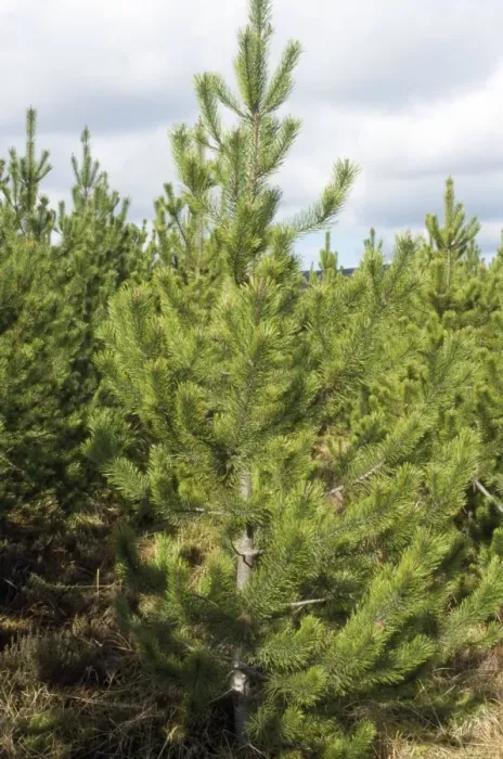 Framed Print : Lodgepole Pine Framed Print : Lodgepole Pine