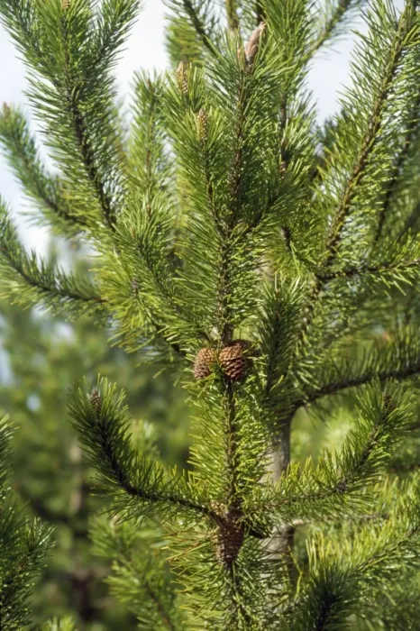 Framed Print : Lodgepole Pine Framed Print : Lodgepole Pine