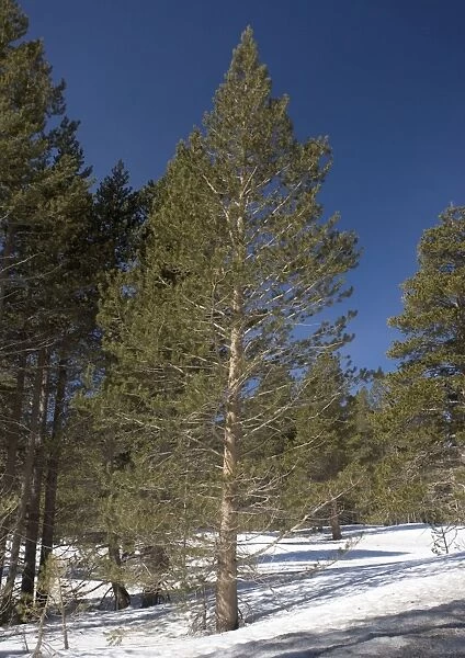 Lodgepole Pine in native habitat; winter