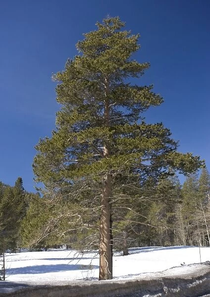 Lodgepole Pine - in native habtat, winter