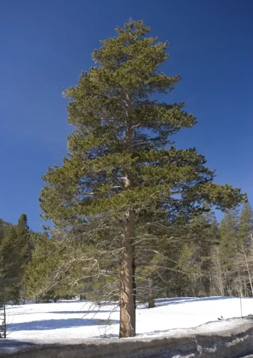 Framed Print : Lodgepole Pine - in native habtat, winter Framed Print : Lodgepole Pine - in native habtat, winter