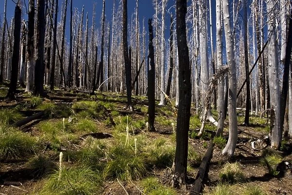 Lodgepole Pines with Bear Grass, 5 years after fire. Three-fingered Jack, Cascades, Oregon