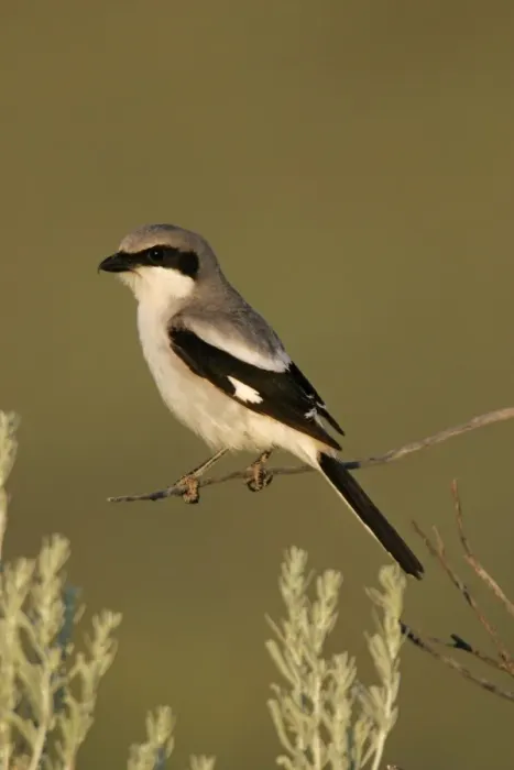 Framed Print : Loggerhead shrike Framed Print : Loggerhead shrike