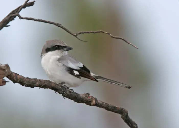 Framed Print : Loggerhead Shrike Florida, USA Framed Print : Loggerhead Shrike Florida, USA