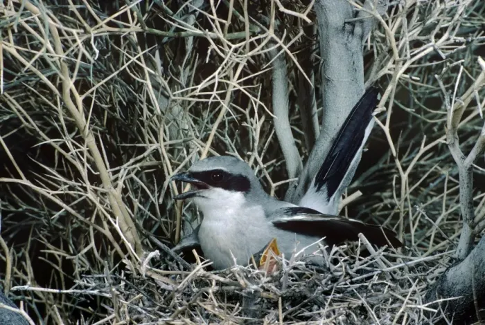 Framed Print : Loggerhead Shrike - at nest with young Framed Print : Loggerhead Shrike - at nest with young
