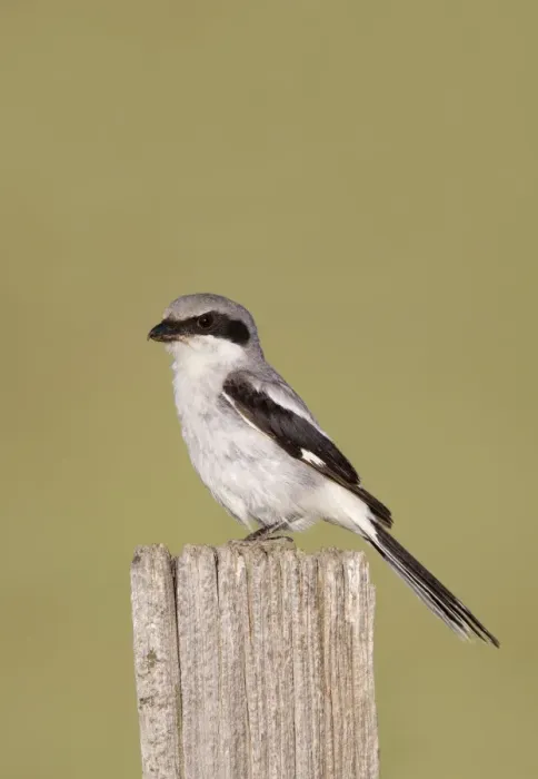 Framed Print : Loggerhead Shrike - Pawnee Grasslands - Colorado in July - USA Framed Print : Loggerhead Shrike - Pawnee Grasslands - Colorado in July - USA