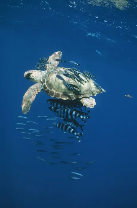 Framed Print : Loggerhead Turtle DSE 88 Juvenile with pilot fish Caretta caretta © Douglas David Seifert / ardea. com Framed Print : Loggerhead Turtle DSE 88 Juvenile with pilot fish Caretta caretta © Douglas David Seifert / ardea. com