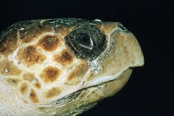 Loggerhead Turtle DSE 91 Close-up of head, Jupiter, Florida. Caretta caretta © Douglas David Seifert  /  ardea. com