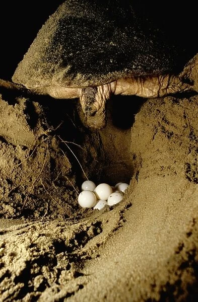 Loggerhead Turtle - Laying eggs Mon Repos Beach, Bundaberg, Queensland JPF02509