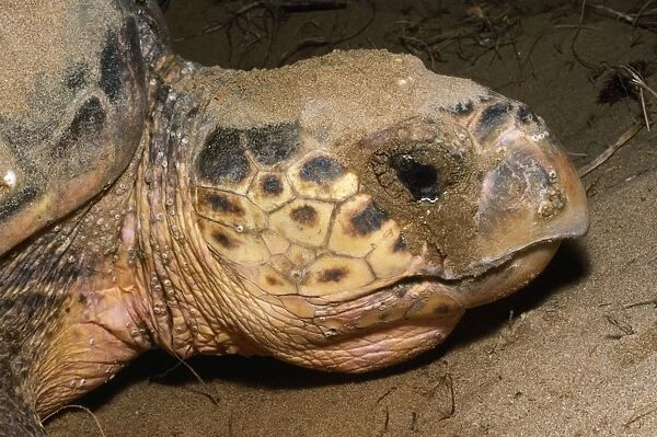 Loggerhead Turtle - laying eggs - Mon Repos beach - Bundaberg - Queensland Australia