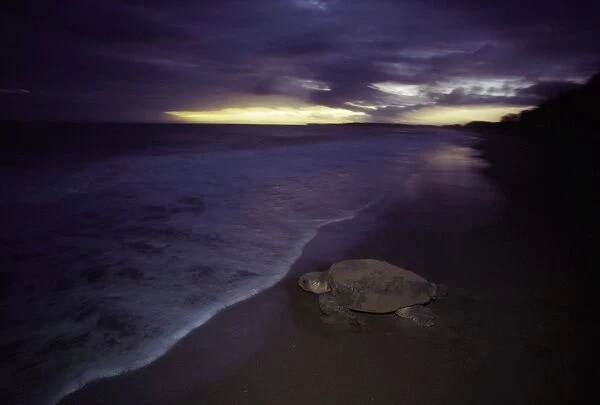 Loggerhead Turtle - Returning to sea after egg laying at night, Mon Repos Beach, Bundaberg, Queensland, Australia JPF02184