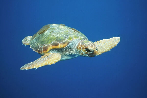 Loggerhead Turtle Front to side view North Atlantic Ocean