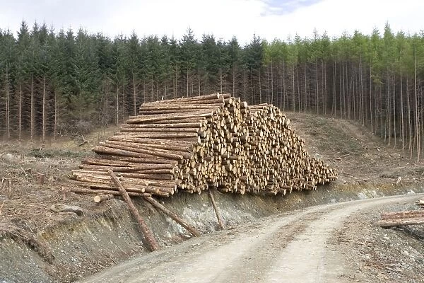 Logging and forestry operations - Logs stacked ready for transportation Argyll Forest, Scotland