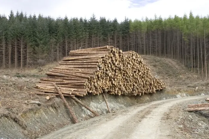 Framed Print : Logging and forestry operations - Logs stacked ready for transportation Argyll Forest, Scotland Framed Print : Logging and forestry operations - Logs stacked ready for transportation Argyll Forest, Scotland