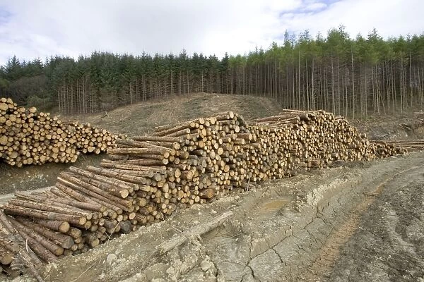Logging and forestry operations - Pine logs stacked ready for transportation Argyll Forest, Scotland