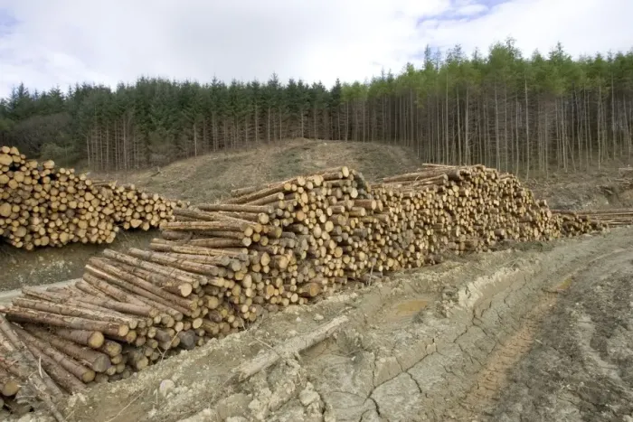Framed Print : Logging and forestry operations - Pine logs stacked ready for transportation Argyll Forest, Scotland Framed Print : Logging and forestry operations - Pine logs stacked ready for transportation Argyll Forest, Scotland