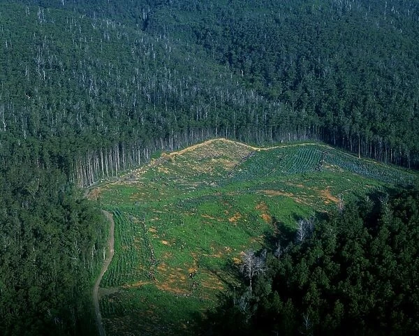 Logging industry: native eucalypt forest cleared for pine plantation loss of biodiversity, Northeastern Tasmania, Australia JPF52304