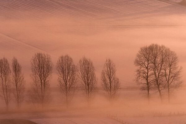 Lombardy Poplar - early morning glow over snow covered fields, with line of trees, Lower Saxony, Germany