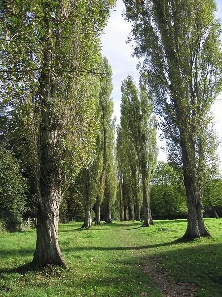 Lombardy Poplar Trees avenue