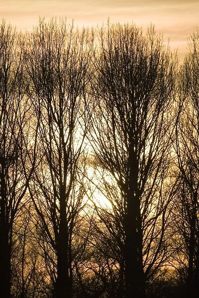 Lombardy Poplar Trees with sunset behind. Norfolk - UK