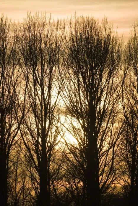 Framed Print : Lombardy Poplar Trees with sunset behind. Norfolk - UK Framed Print : Lombardy Poplar Trees with sunset behind. Norfolk - UK