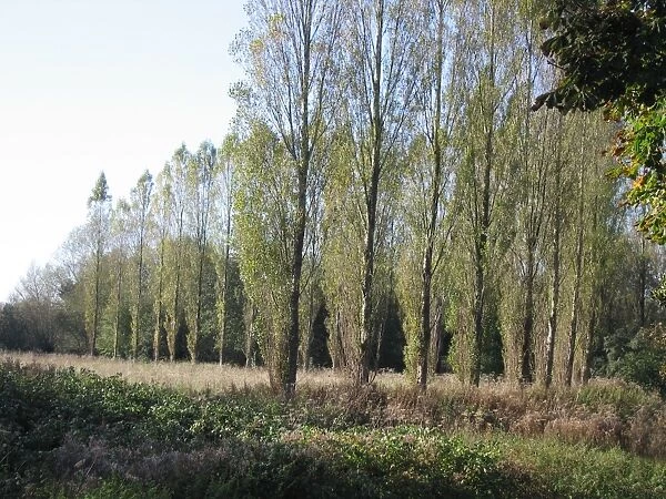 Lombardy Poplars