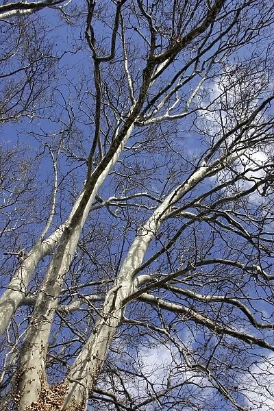 London Plane Tree - in winter. Provence - France