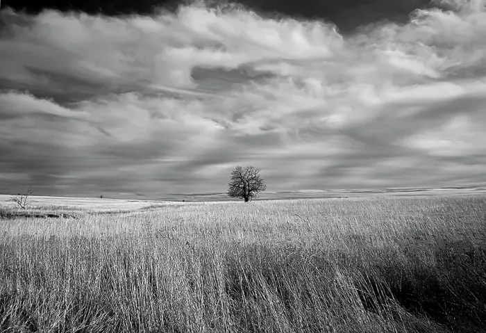 Framed Print : Lonely tree in the Kansas Flint Hills Date: 12-03-2020 Framed Print : Lonely tree in the Kansas Flint Hills Date: 12-03-2020