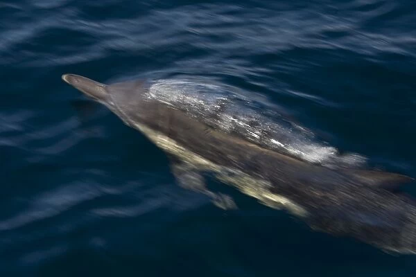 Long-beaked Common Dolphin - Baja California - Mexico
