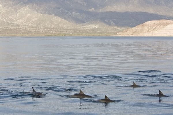 Long-Beaked Common Dolphin - fins above water - Baja California - Mexico